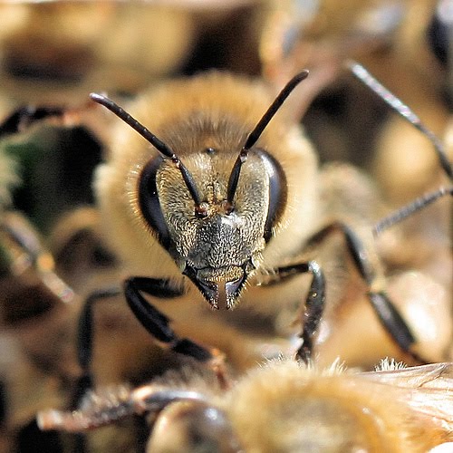Bee Face